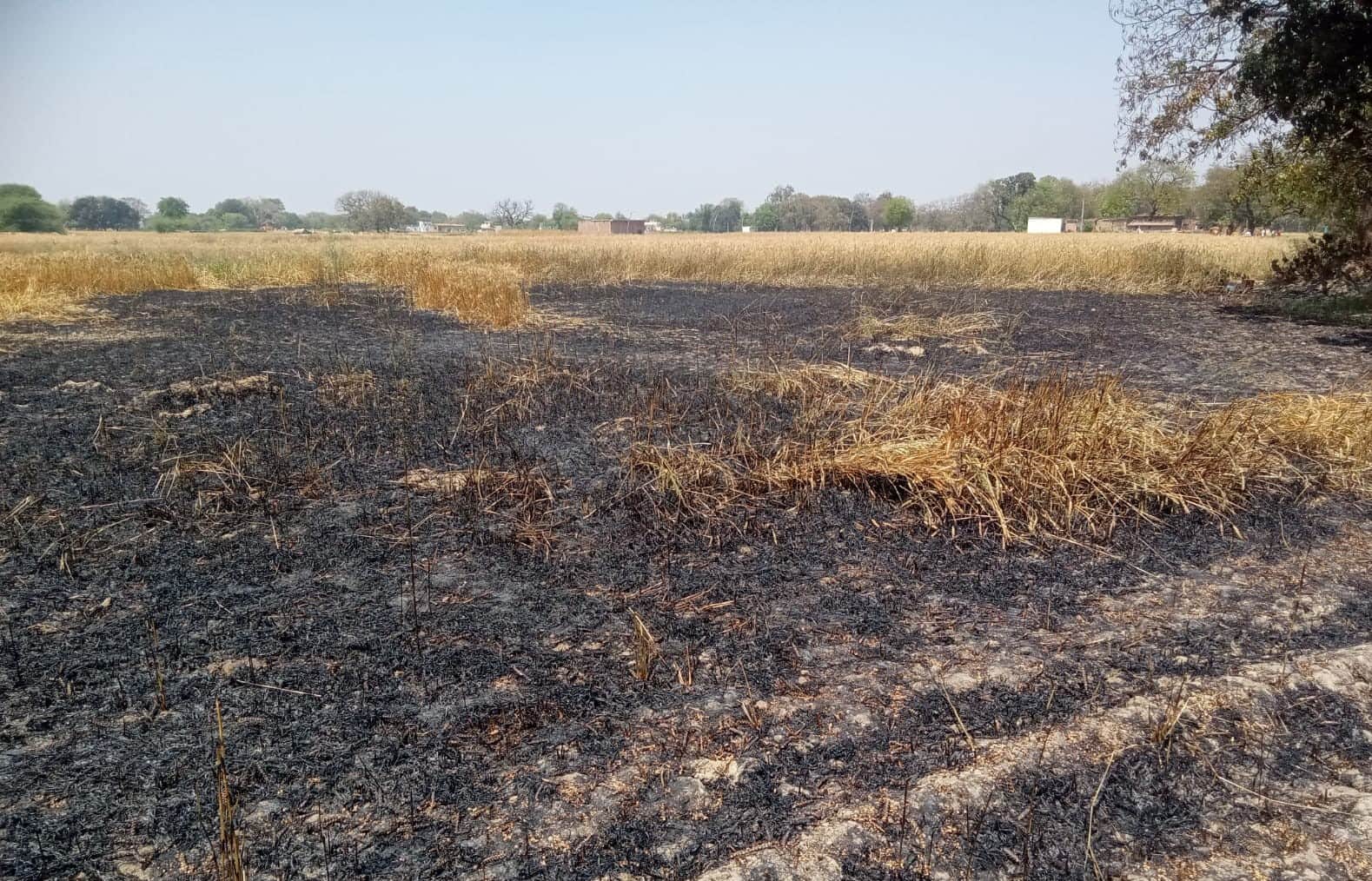 बरमोहनी में आग लगने से जली गेहूं की फसल। संवाद