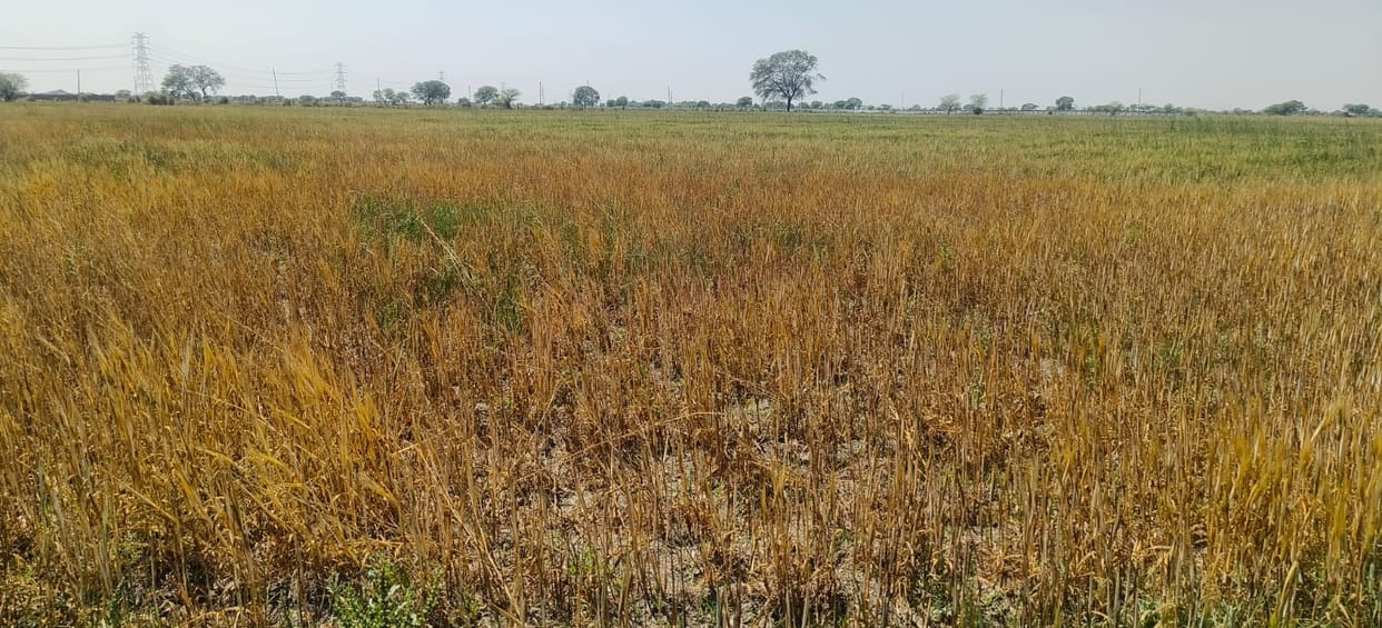 Heat scorched crops, water crisis worries farmers