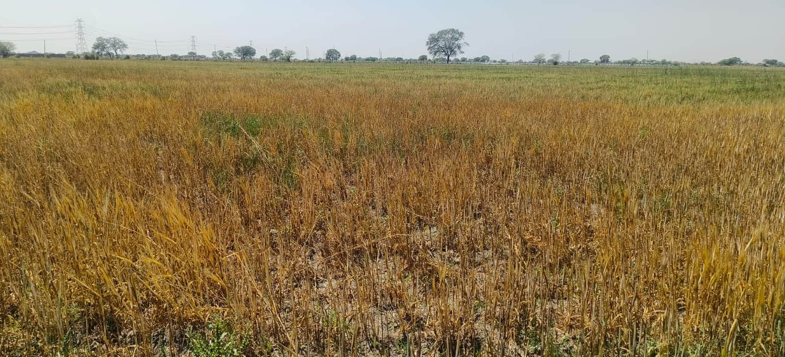 फोटो - 07 पानी न मिलने के कारण सूख रही गेहूं की फसल। संवाद