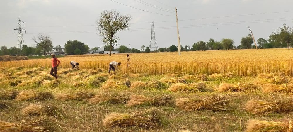 Do not collect crops under power lines: SDO