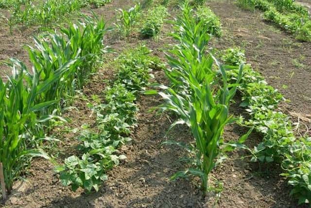 फोटो25मोहनपुरा क्षेत्र में मक्का की फसल के साथ बोई गई दलहन की फसल। स्रोत:  कृषि विज्ञान केंद