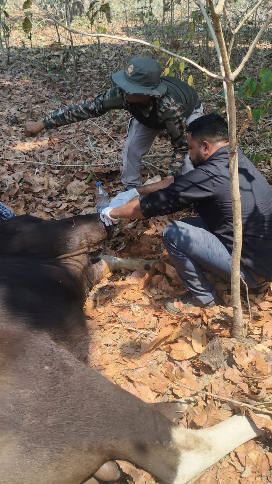 Five accused arrested who shot arrows at bison in Kabirdham