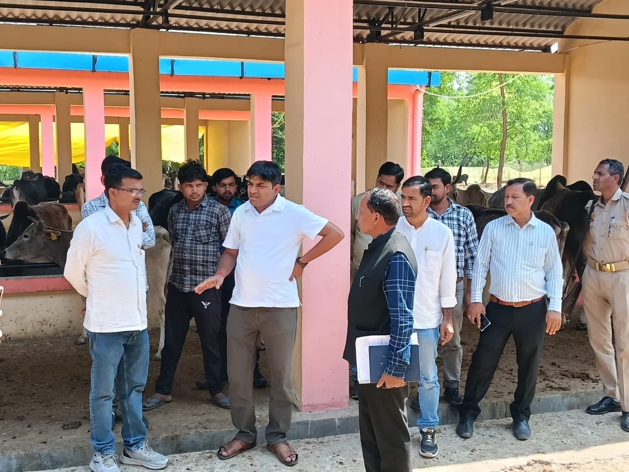 Seven cattle died in a cow shelter in two days, and the supervisor was arrested by the police.