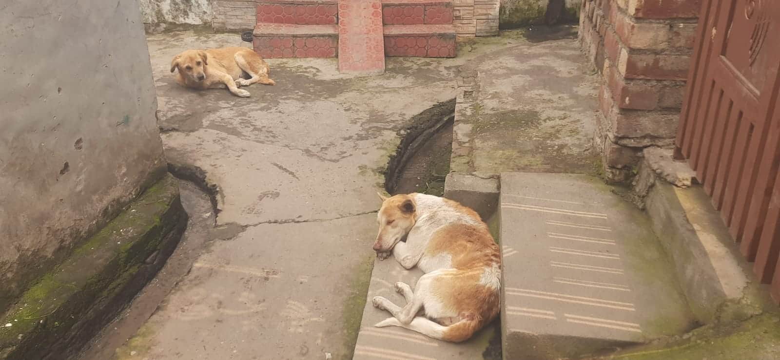 गांव तेजली में घर के बाहर बैठे लावारिस कुत्ते। संवाद