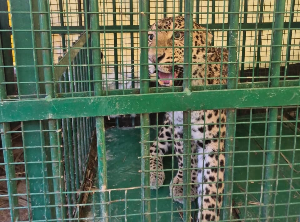 Wildlife: Belakalan leopard to be released in Kashi Forest Division today