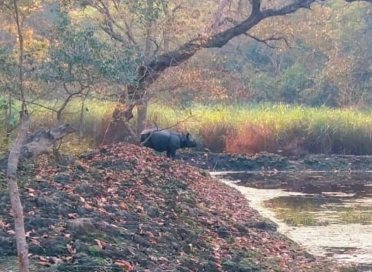 Rhinos have fun in Dudhwa, female seen swimming in the reservoir