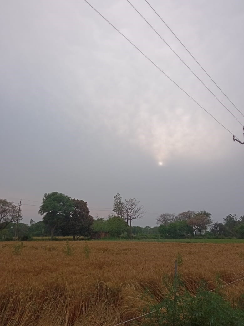 Drizzle accompanied by strong winds has increased the worries of farmers