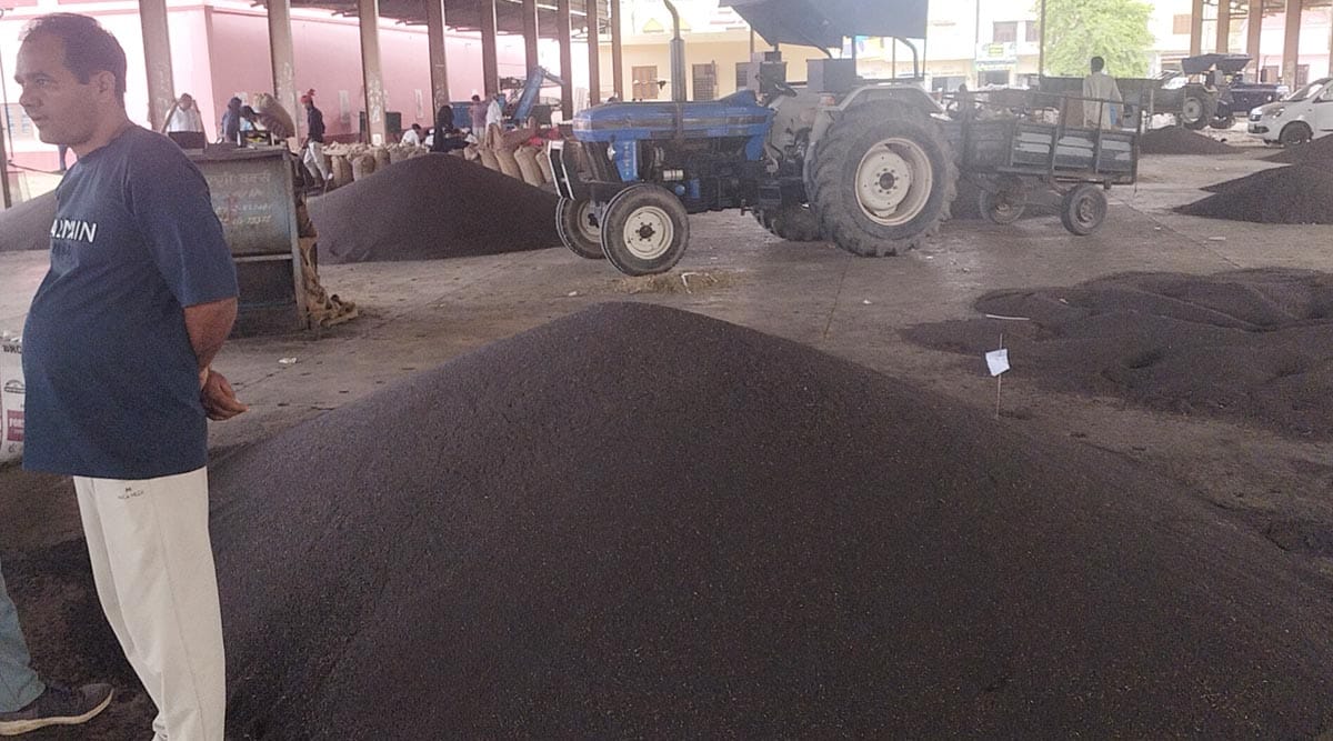 The procurement agency did not arrive on the first day for government purchase of mustard.