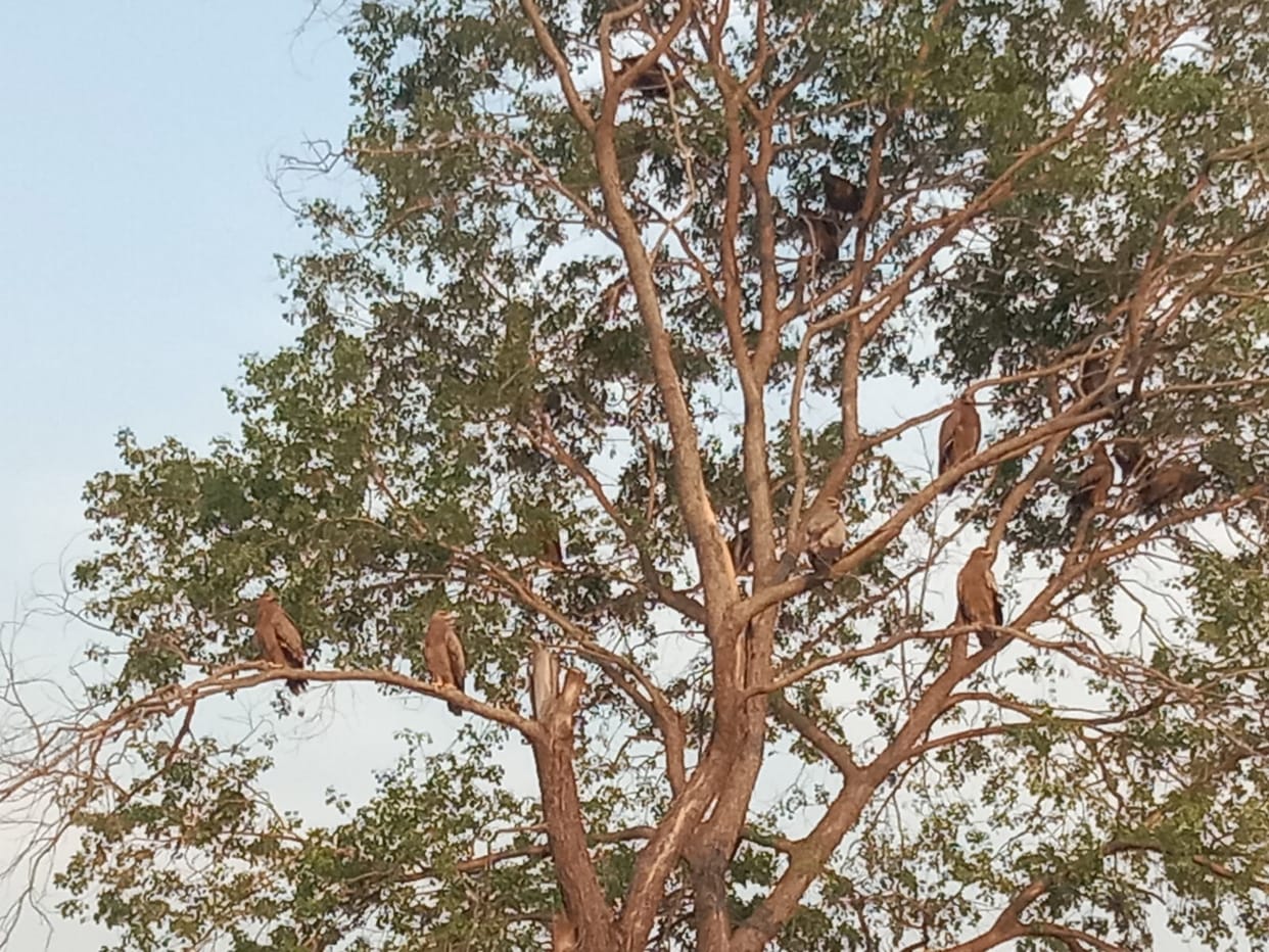 Signs of vultures returning, a flock seen on a tree