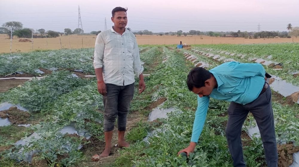 Watermelon crop grown in hi-tech nursery came in the market for the first time.