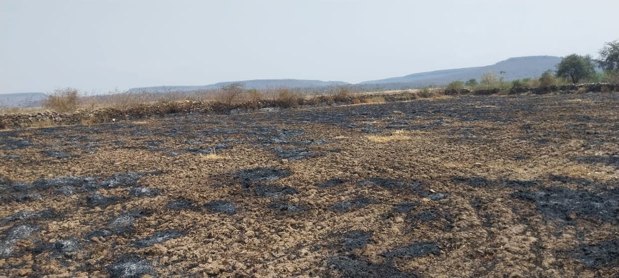 Four bighas of wheat crop burnt due to fire in the field
