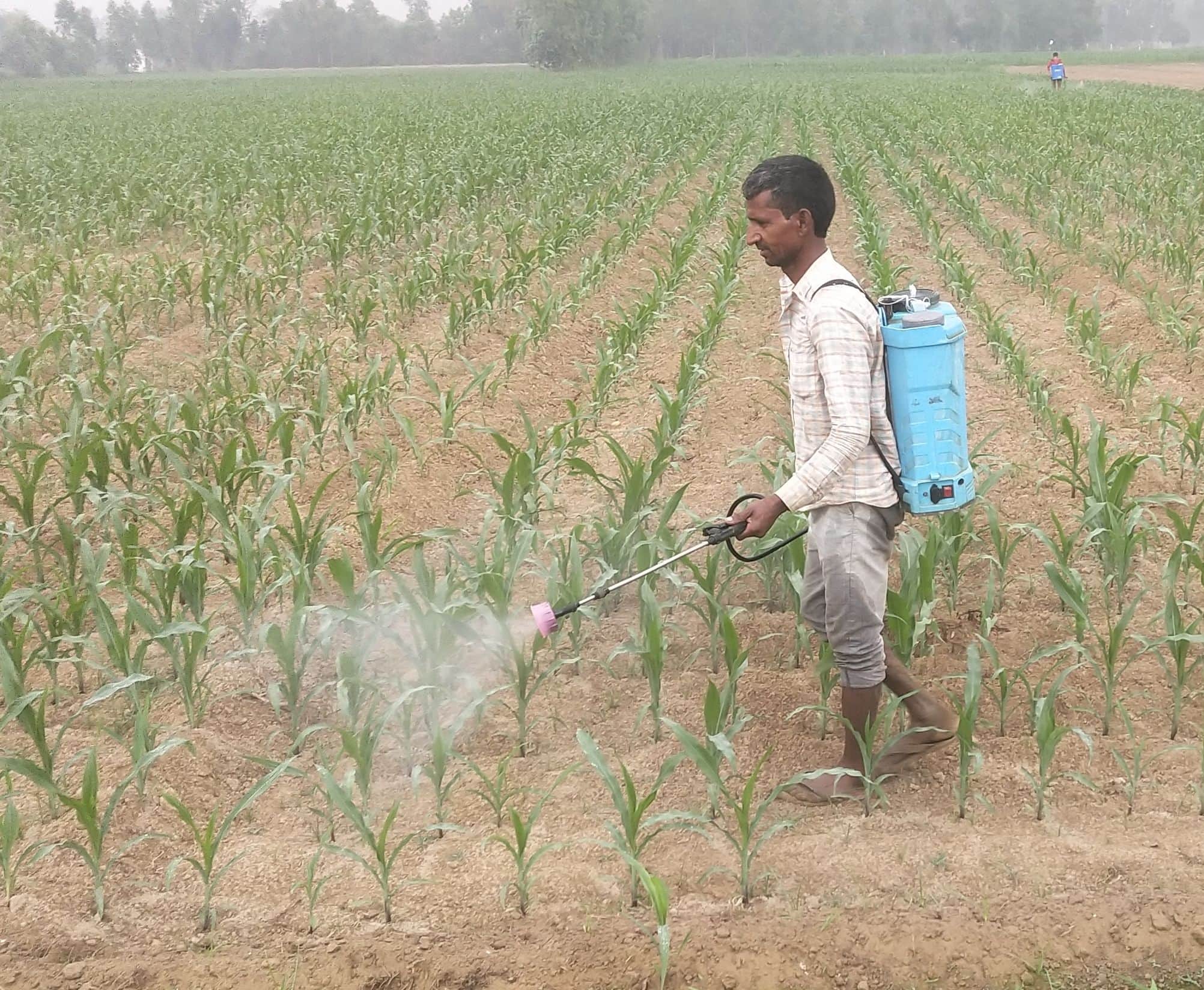 फोटो-5- कपूरपुर में फसल में कीटनाशक का छिड़काव करता किसान। संवाद