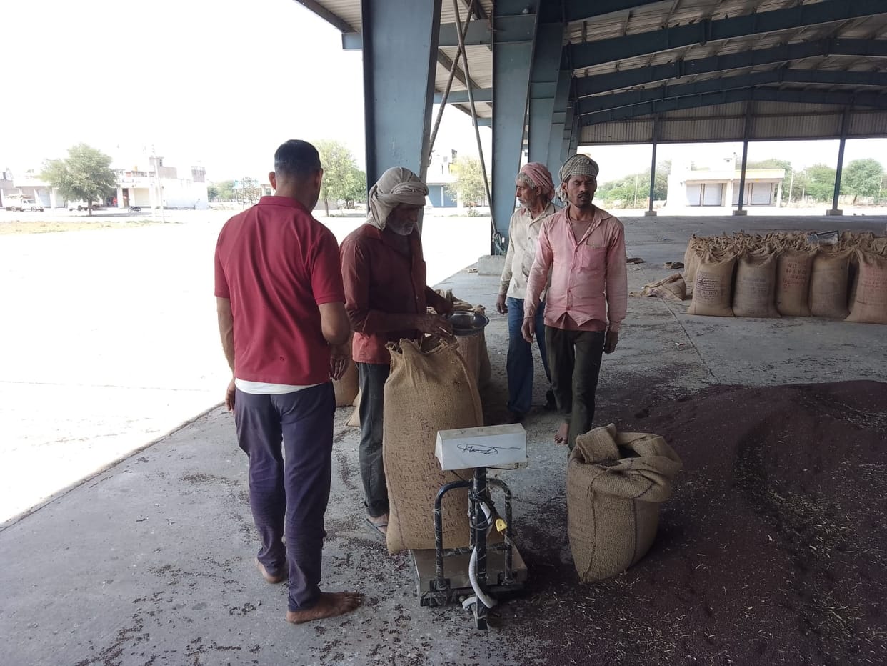 Government procurement of mustard starts today, farmers will bring tarpaulin with them