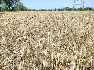Wheat crop is ready, waiting for the weather to clear