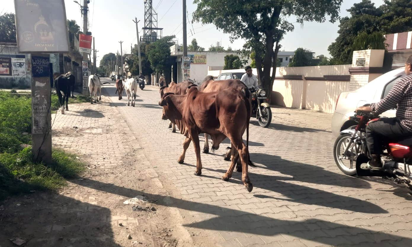  ईएसआई अस्पताल रोड पर घूमते बेसहारा गोवंश। संवाद