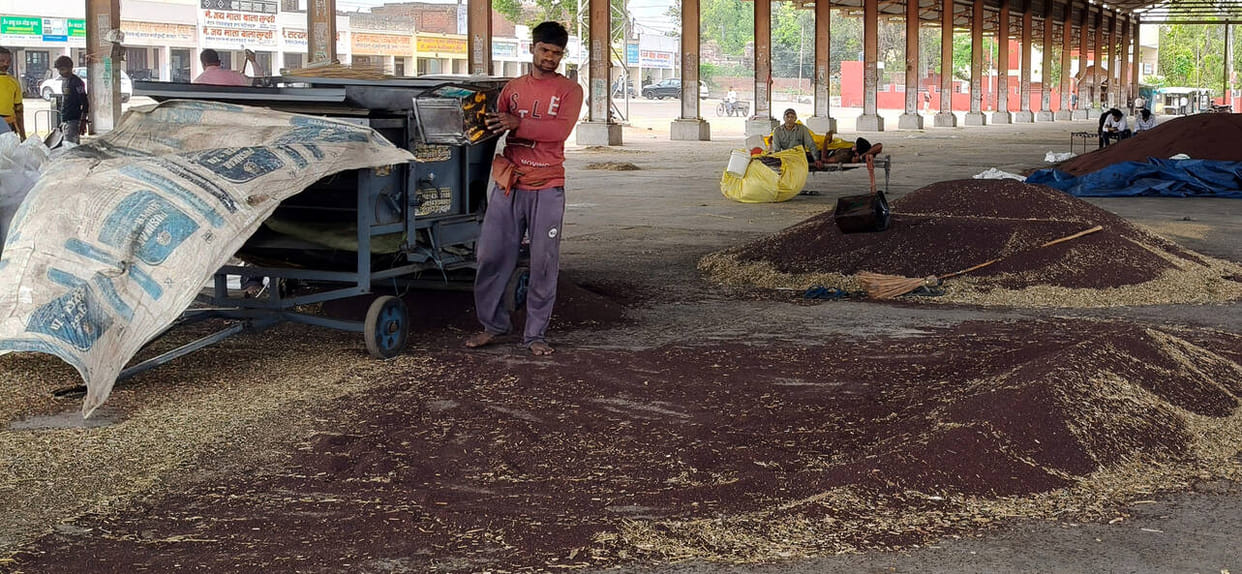 Mustard procurement begins today, commission agents and farmers say delays will cause losses