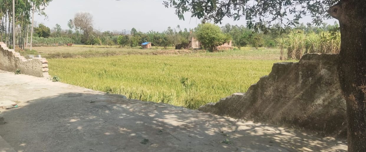 Elephants rampage, school wall demolished