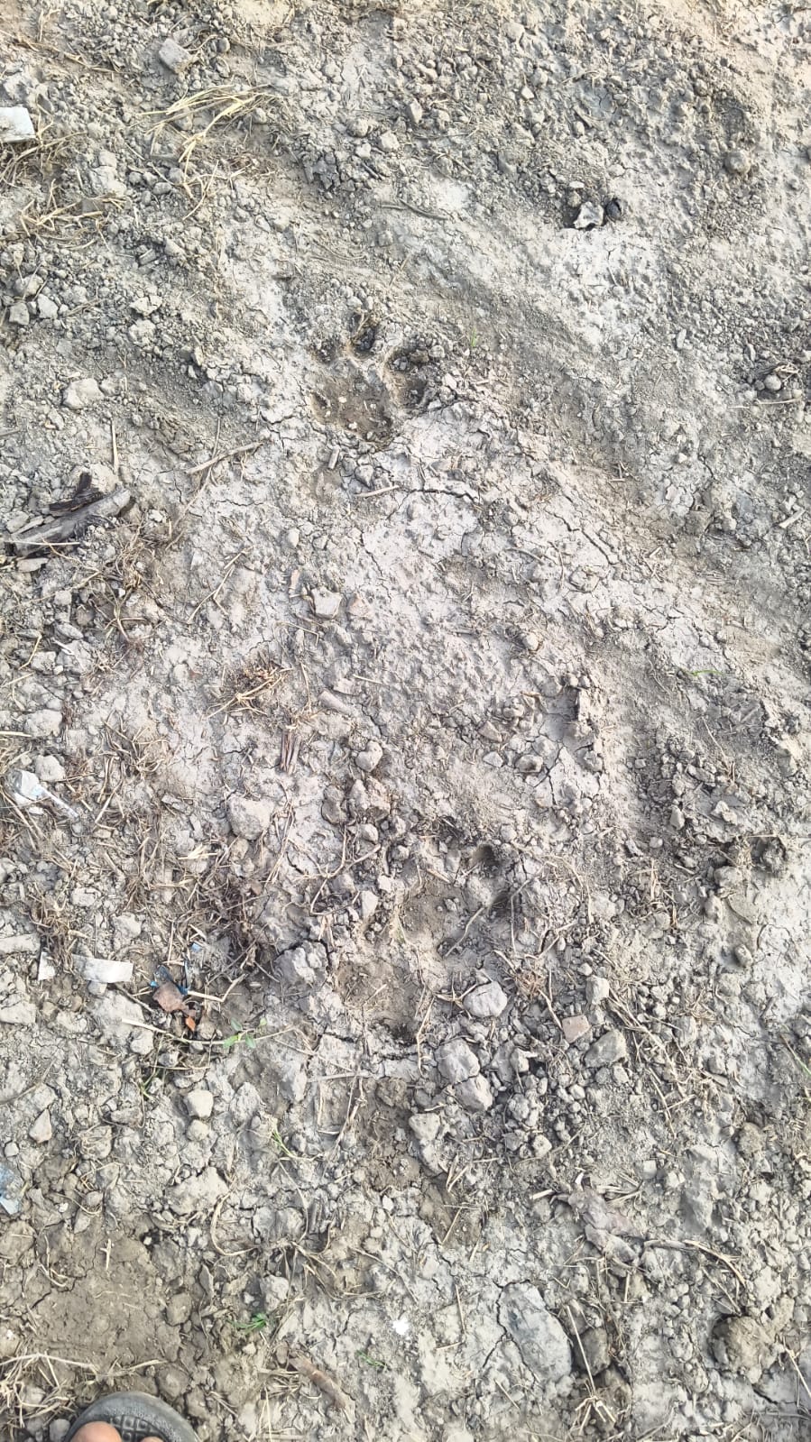Leopard terror continues, enters poultry farm and kills 10 chickens