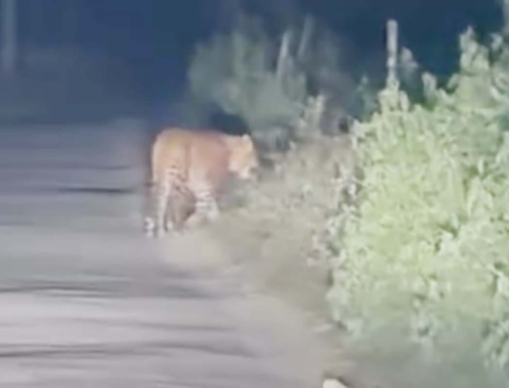 Leopard Preys on Calf in Balrampur Multiple Attacks Reported Within Month Spreading Panic Among Villagers