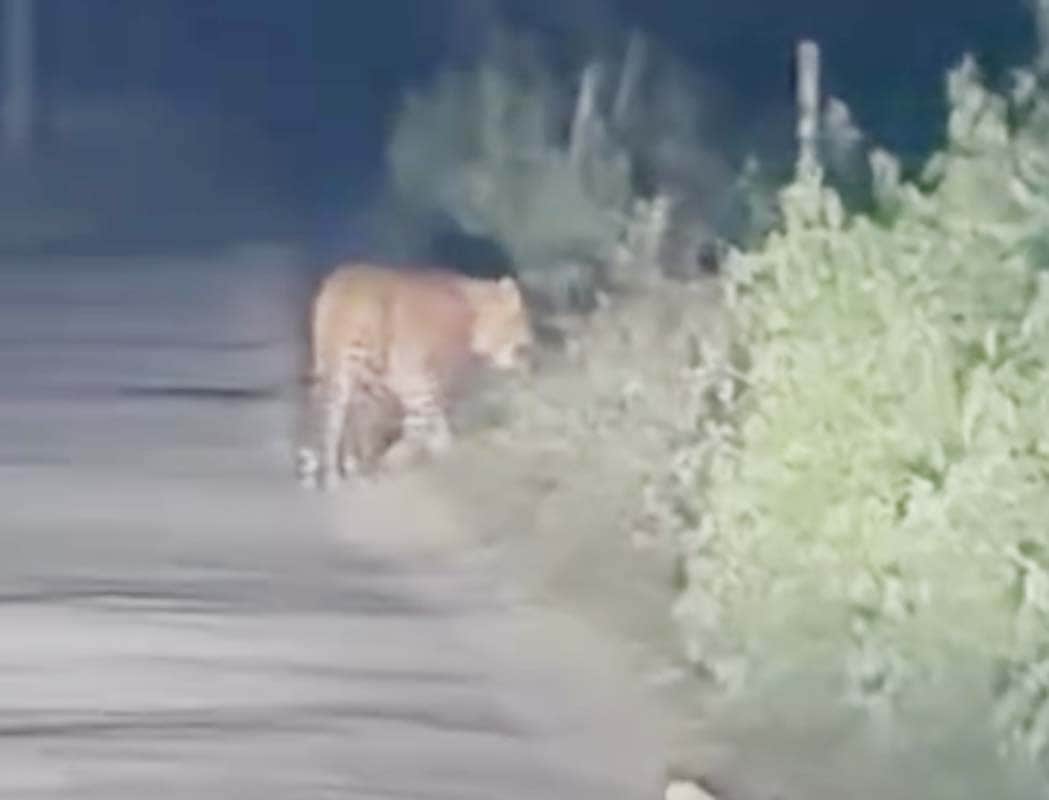 तेंदुआ। (सांकेतिक)