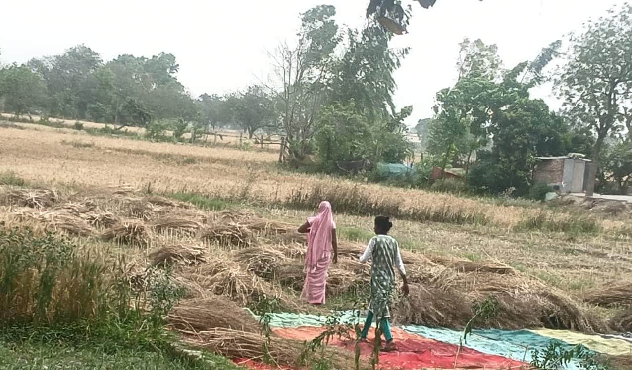 लाटघाट में सरसो की फसल समेटता किसान परिवार। संवाद