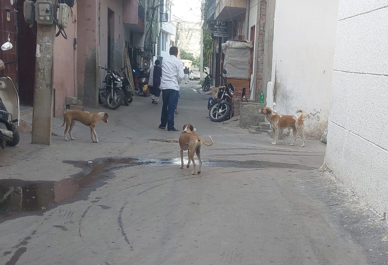 Stray dogs create panic in Sector 12
