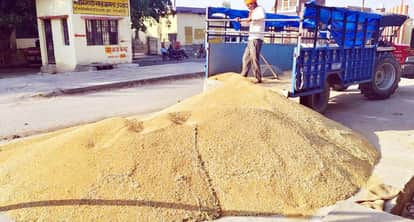 Indore News MP Government changes wheat procurement dates