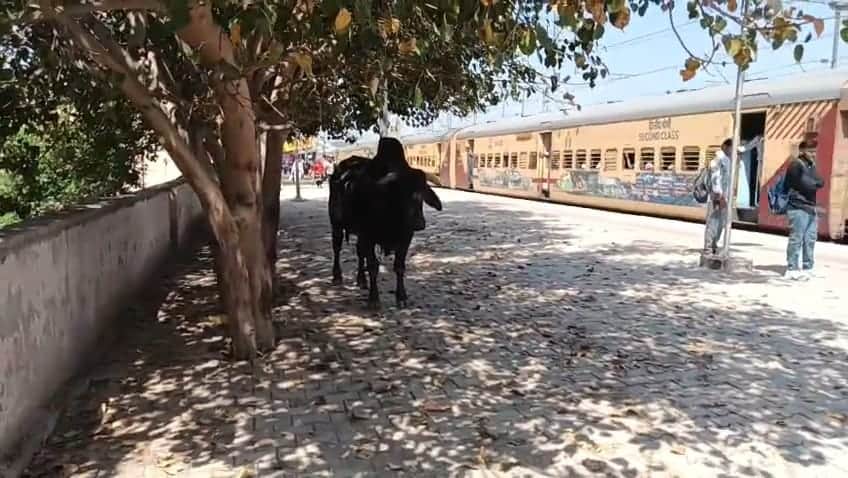 रेलवे स्टेशन परिसर में पहुंचा बेसहारा पशु।