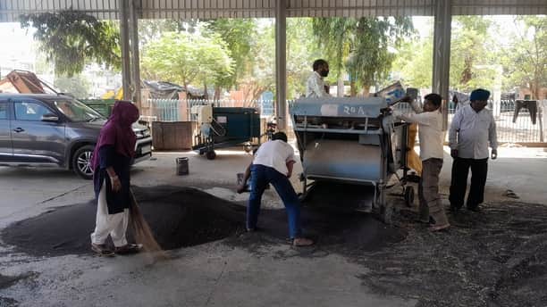 सिरसा में सरसों की सफाई में जुटे मजदूर। 