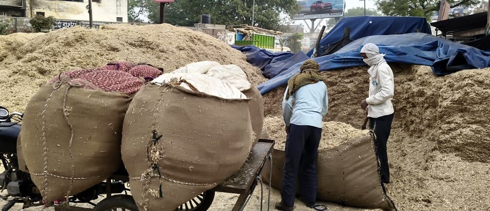 Rain Reduces Fodder Supply Prices Rise by 300 Per Quintal