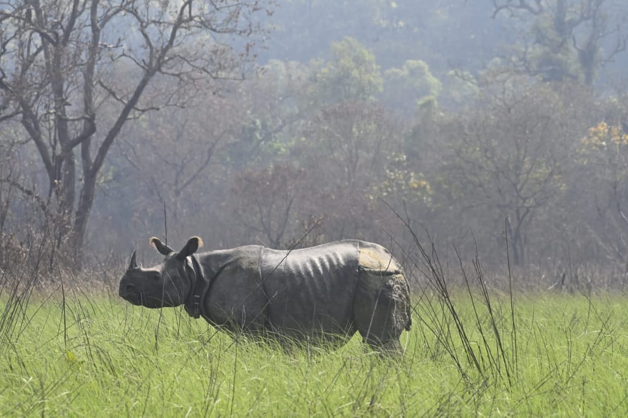 Radio caller from Africa near Dudhwa