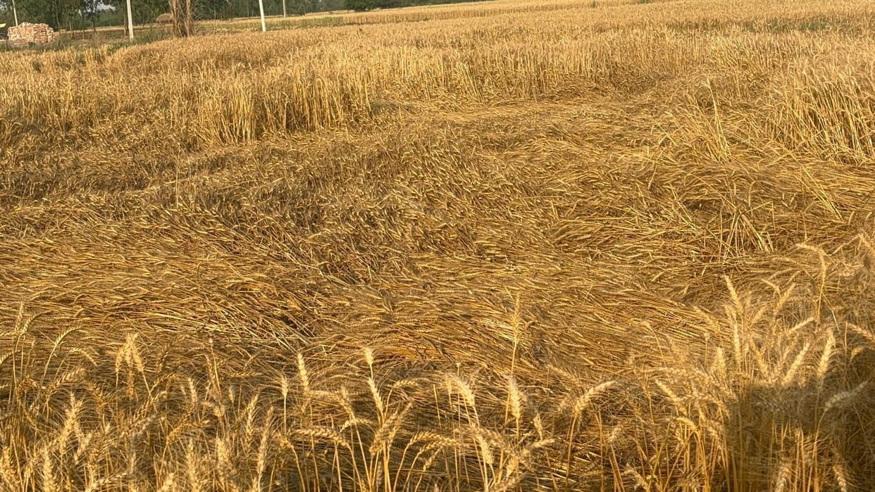 Crop loss survey begins, 934 farmers file complaints