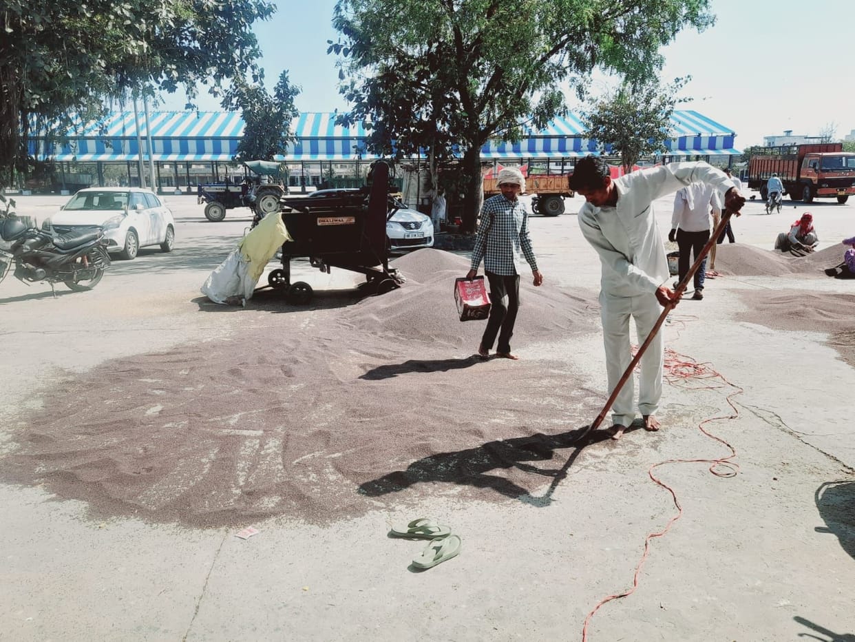 Private procurement of 6,951 quintals of mustard has taken place at the grain market so far.