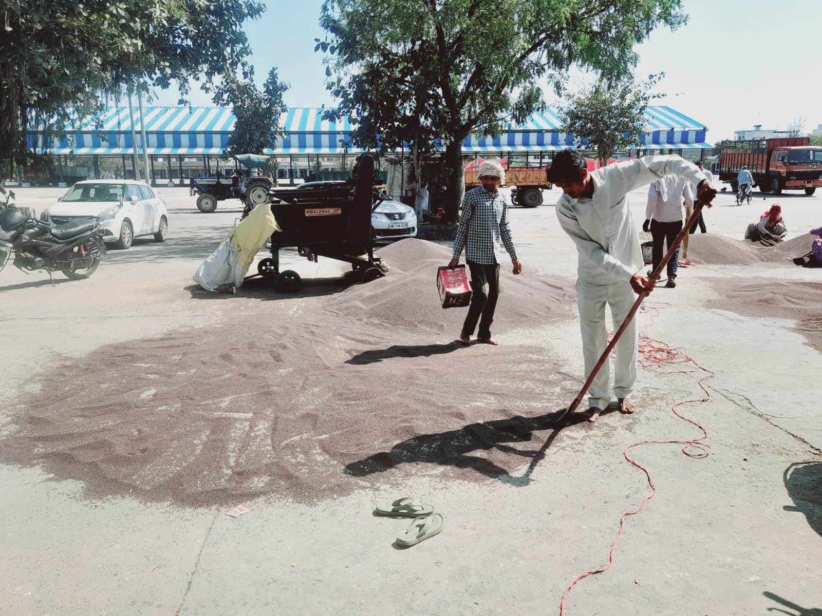 29जेएनडी25: शहर की अनाजमंडी में सरसों की सफाई करते हुए मजदूर।  संवाद