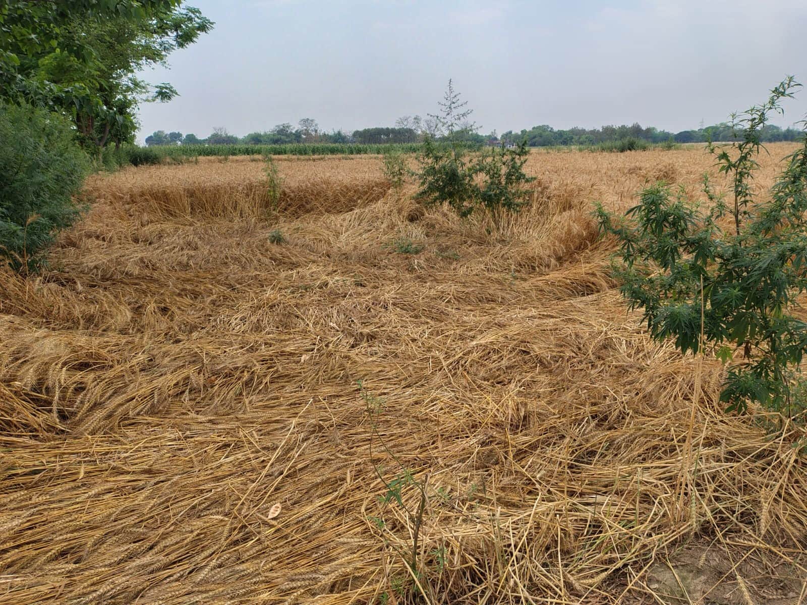 अचानक आई आंधी बारिश में गिरी गेहूं की खड़ी फसल। संवाद