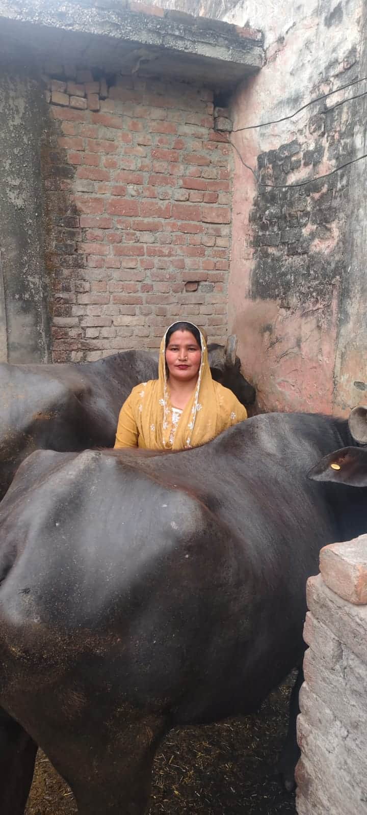 अपने पशुओं के साथ सपना। स्वयं