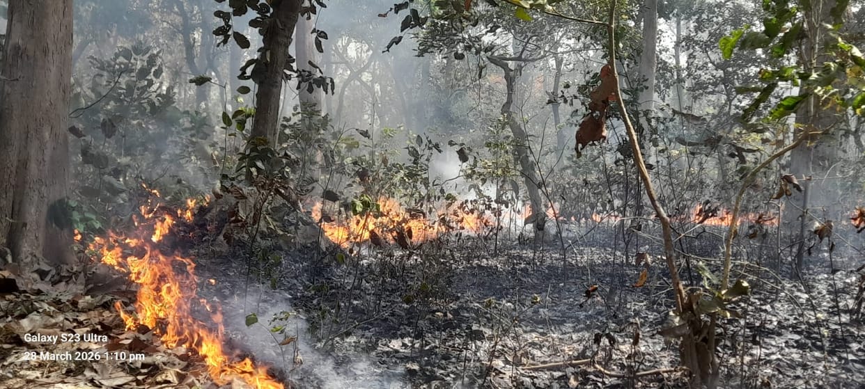 Forest fire raging for two days, wildlife in danger