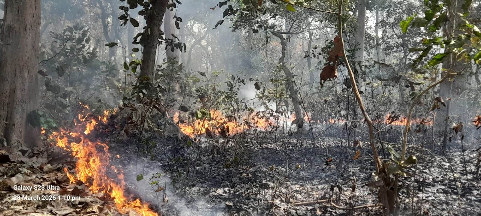 बेलरायां जंगल में लगी आग। संवाद
