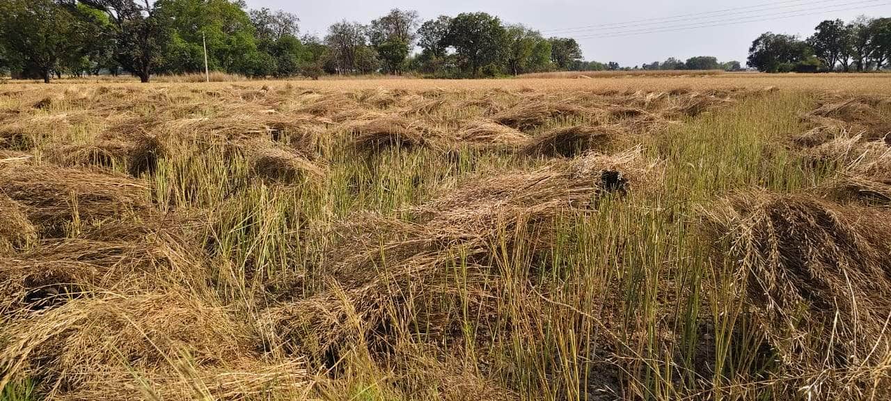 बरदह के सरायमोहन गांव में खेत में काटकर छोड़ी गई सरसो। संवाद