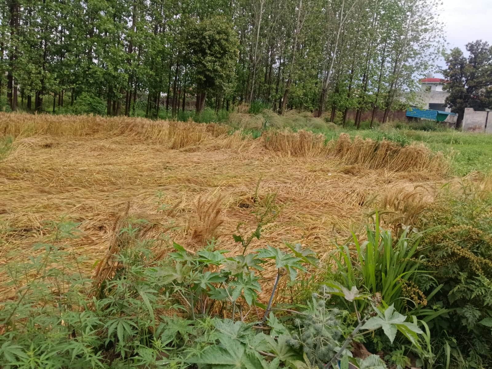 चंगर क्षेत्र में खेतों में बिछी गेहूं। संवाद