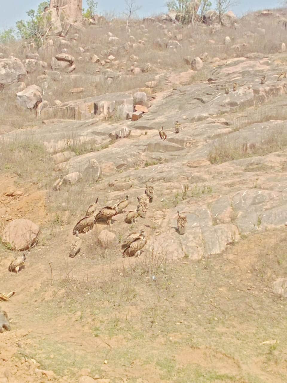 फोटो - 02 गाजीपुर गांव की पहाड़ी में विचरण करते गिद्ध। संवाद