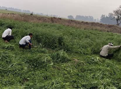 Green fodder will be sown in 381 hectares with Rs 83.93 lakh.