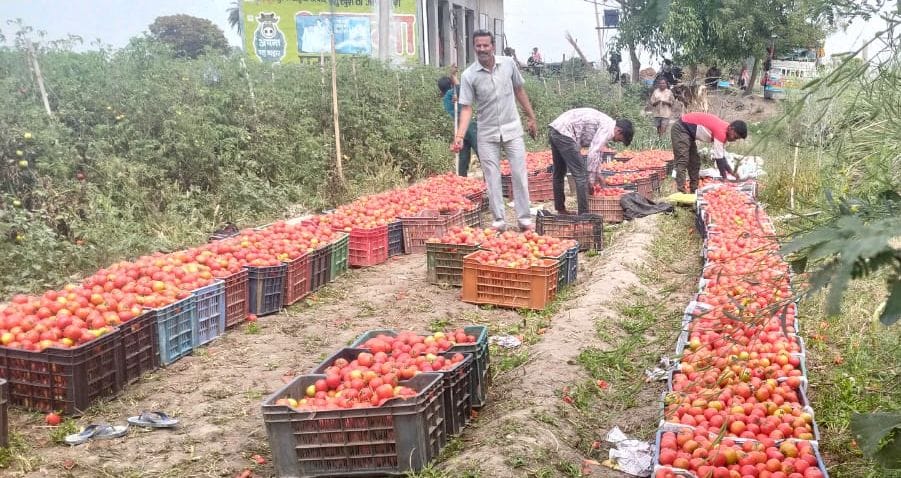 Tomato cultivation is proving to be a loss-making deal