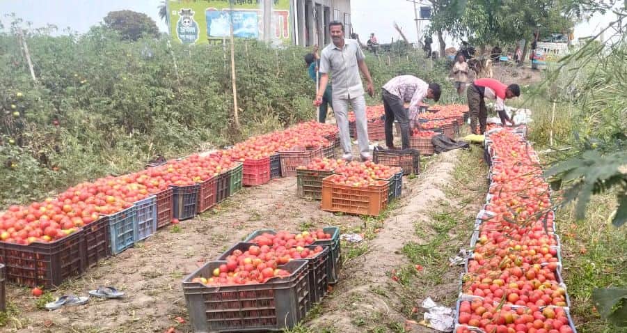 फोटो12सिकंदरपुर में  खेत पर बिक्री के लिए टमाटर एकत्रित करते किसान । संवाद