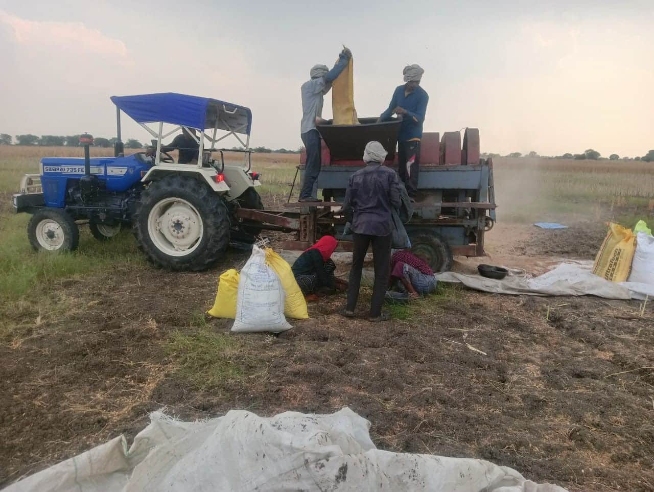 खप्टिहा कलां गांव में फसल की कतराई करते किसान। संवाद