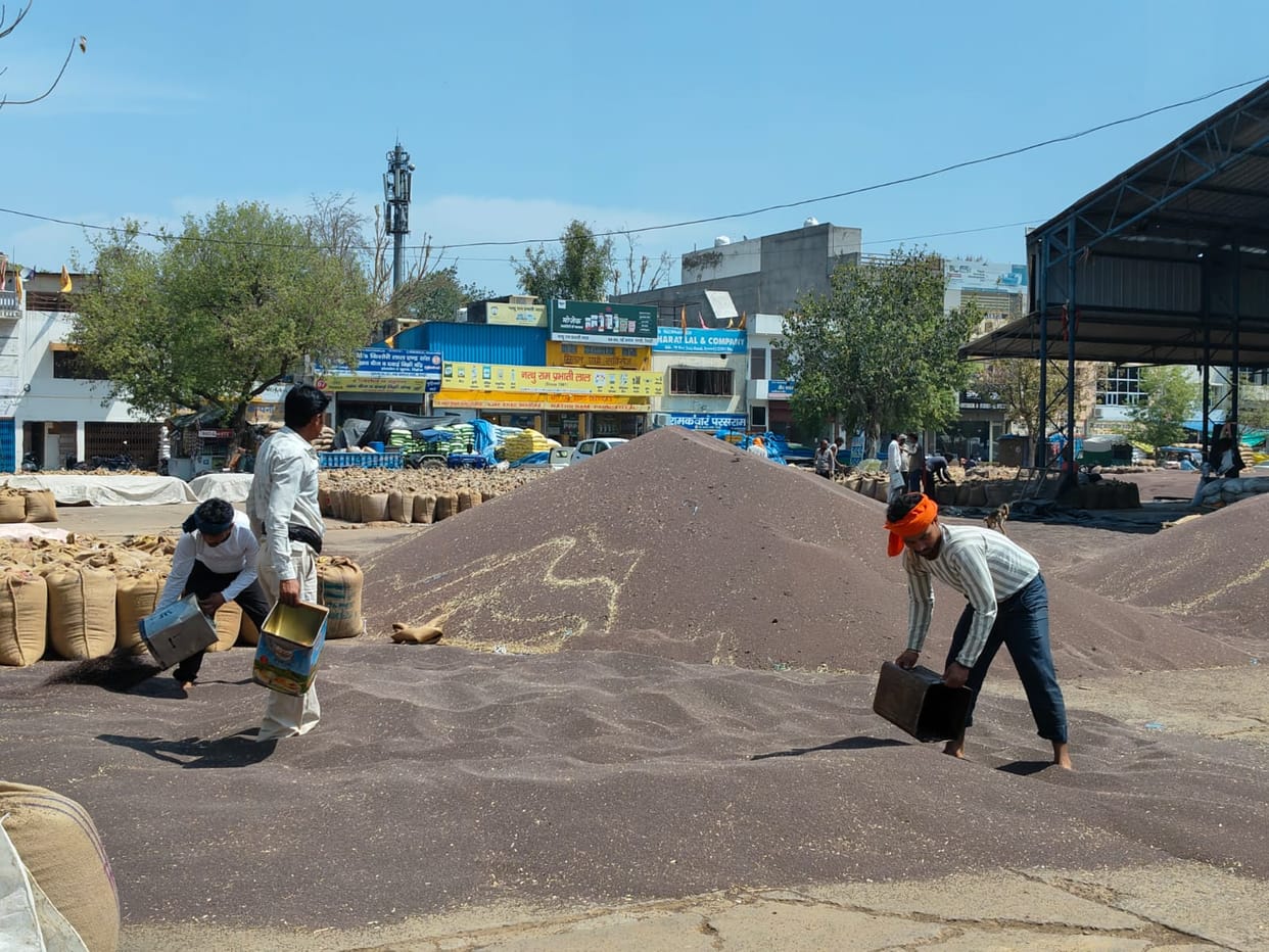 Government procurement of mustard will commence village-wise at the grain market starting today; the schedule has been released.