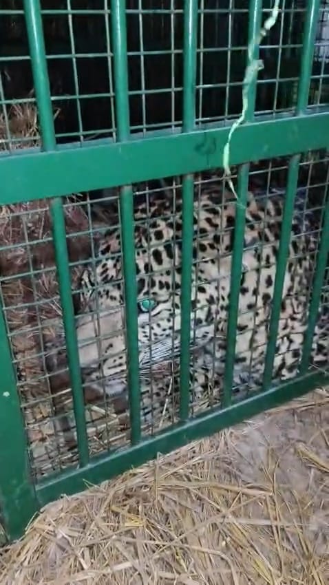 Panther captured in Enterprise after 77 hours