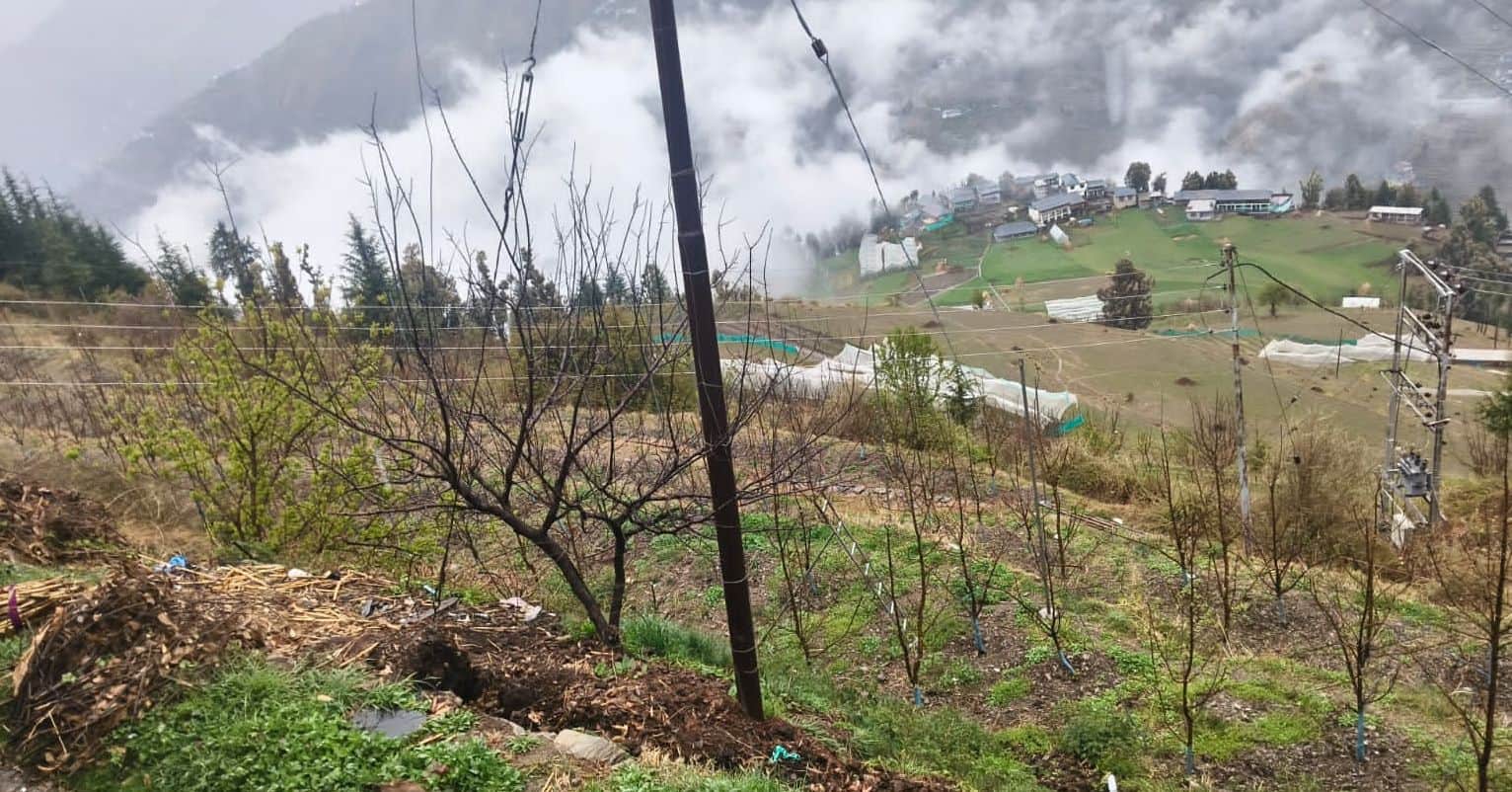 साहो क्षेत्र में बारिश से सेब के बगीचों में गिरने लगे फूल: जागरूक स्त्रोत