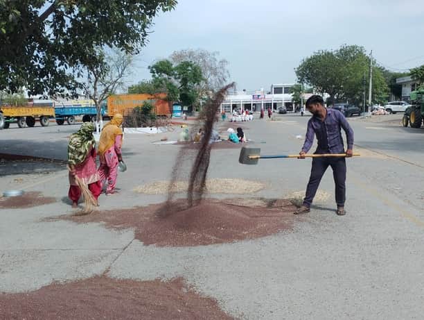 सरसों का देख रंग : पानीपत अनाज मंडी में सरसों की सफाई करते मजदूर। फोटो : अमन शर्मा 