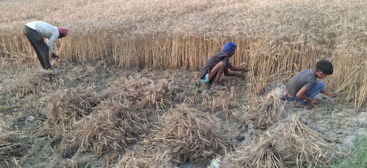 As soon as the weather cleared, farmers started harvesting wheat